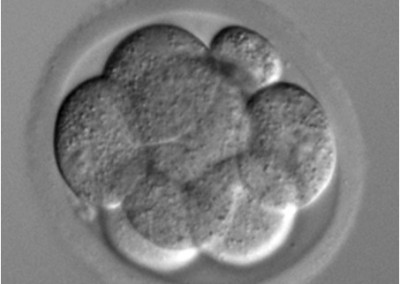 Pre-implantation mouse embryo