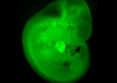 Transgenic embryo