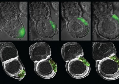 Post-implantation mouse embryo